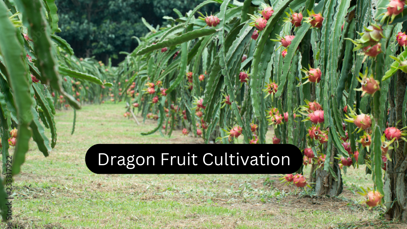 Dragon Fruit Cultivation