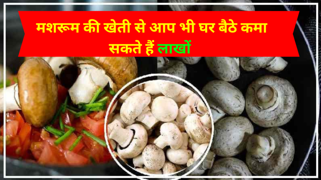 Mushroom farming in hindi