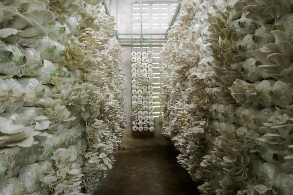 mushroom vertical farming