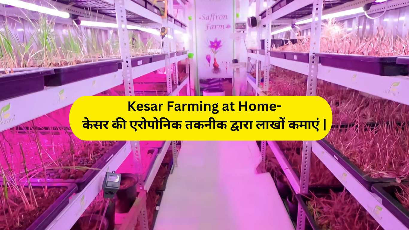 kesar farming at Home